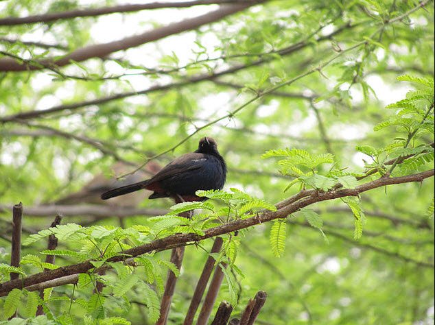 Khaparwas Wildlife Sanctuary, Jhajjar, Haryana - Vushii.com